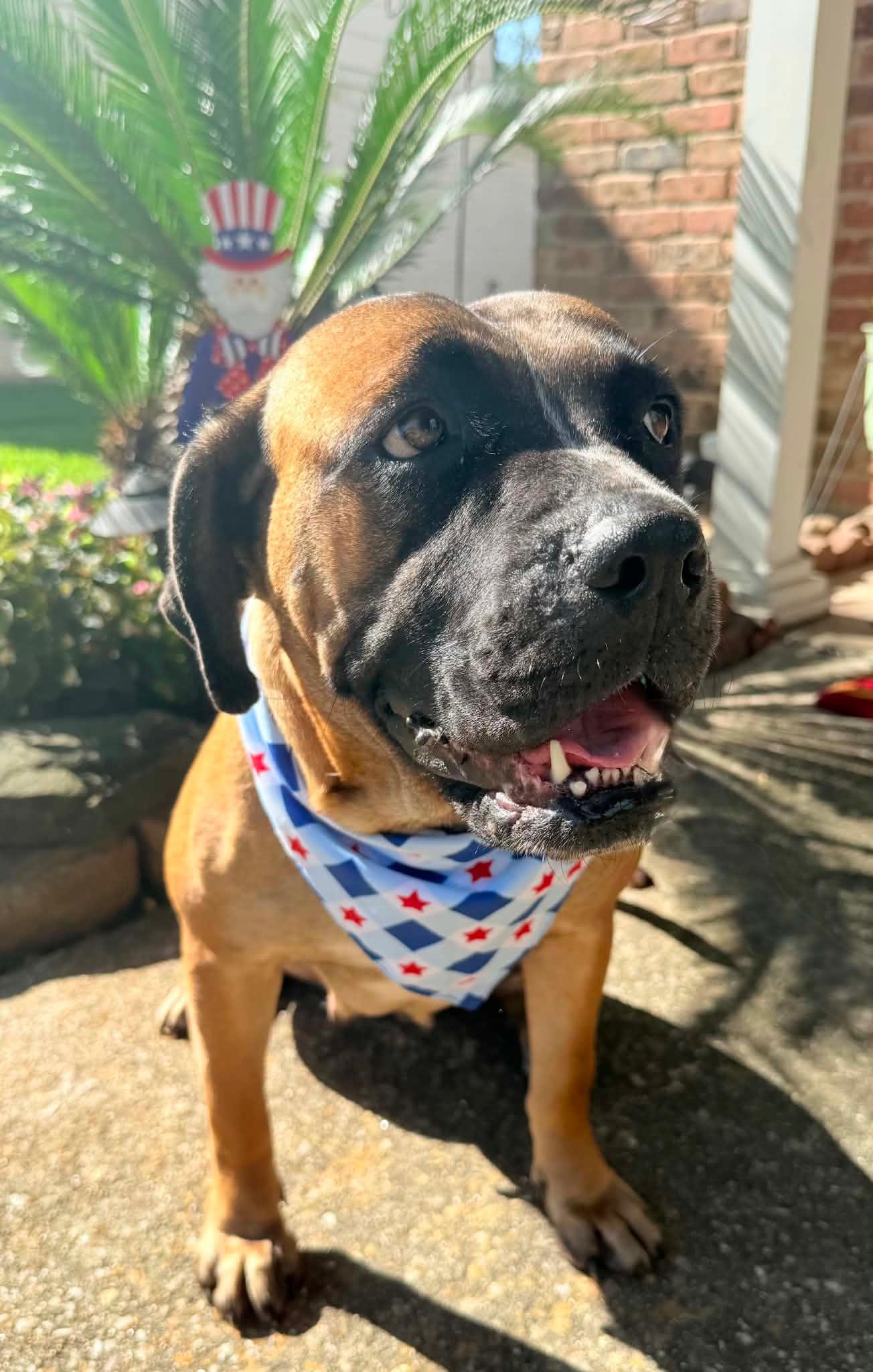 Enlarge Elsie, a Adoptable mixed breed in Toledo, OH image 2/6