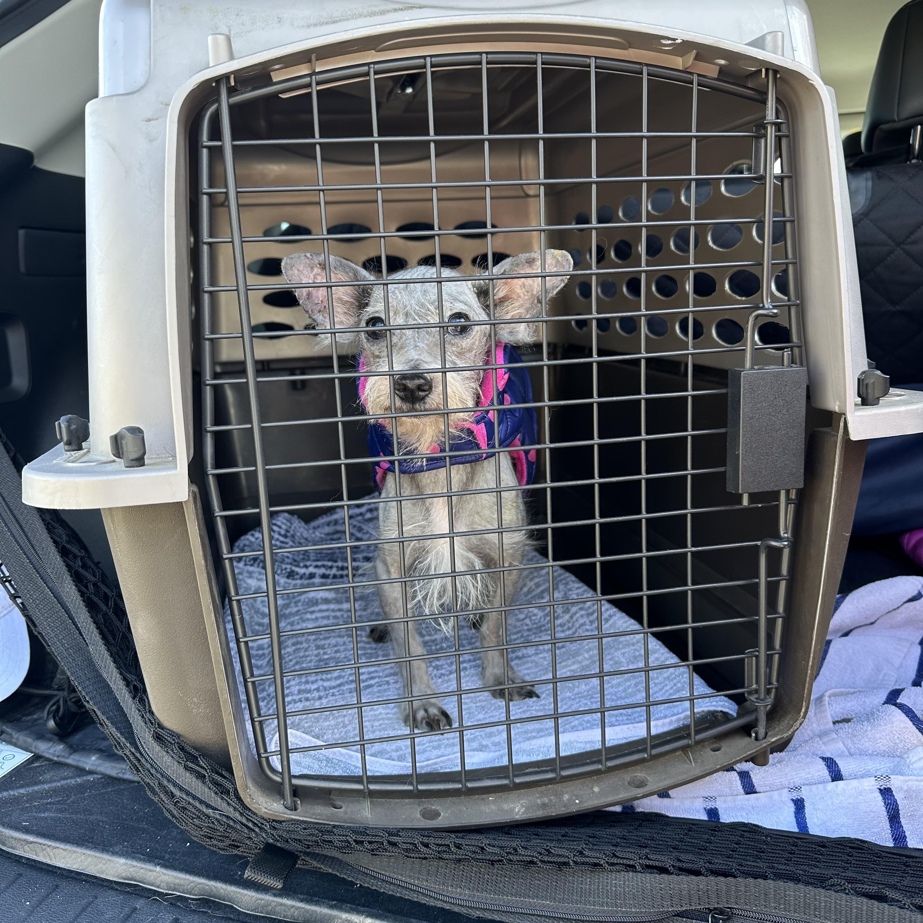 Enlarge Tommy, a ADOPTABLE mixed breed in Knightsen, CA image 3/4