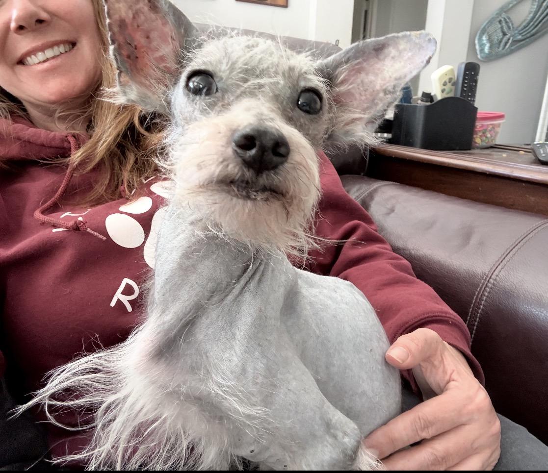 Enlarge Tommy, a ADOPTABLE mixed breed in Knightsen, CA image 2/4