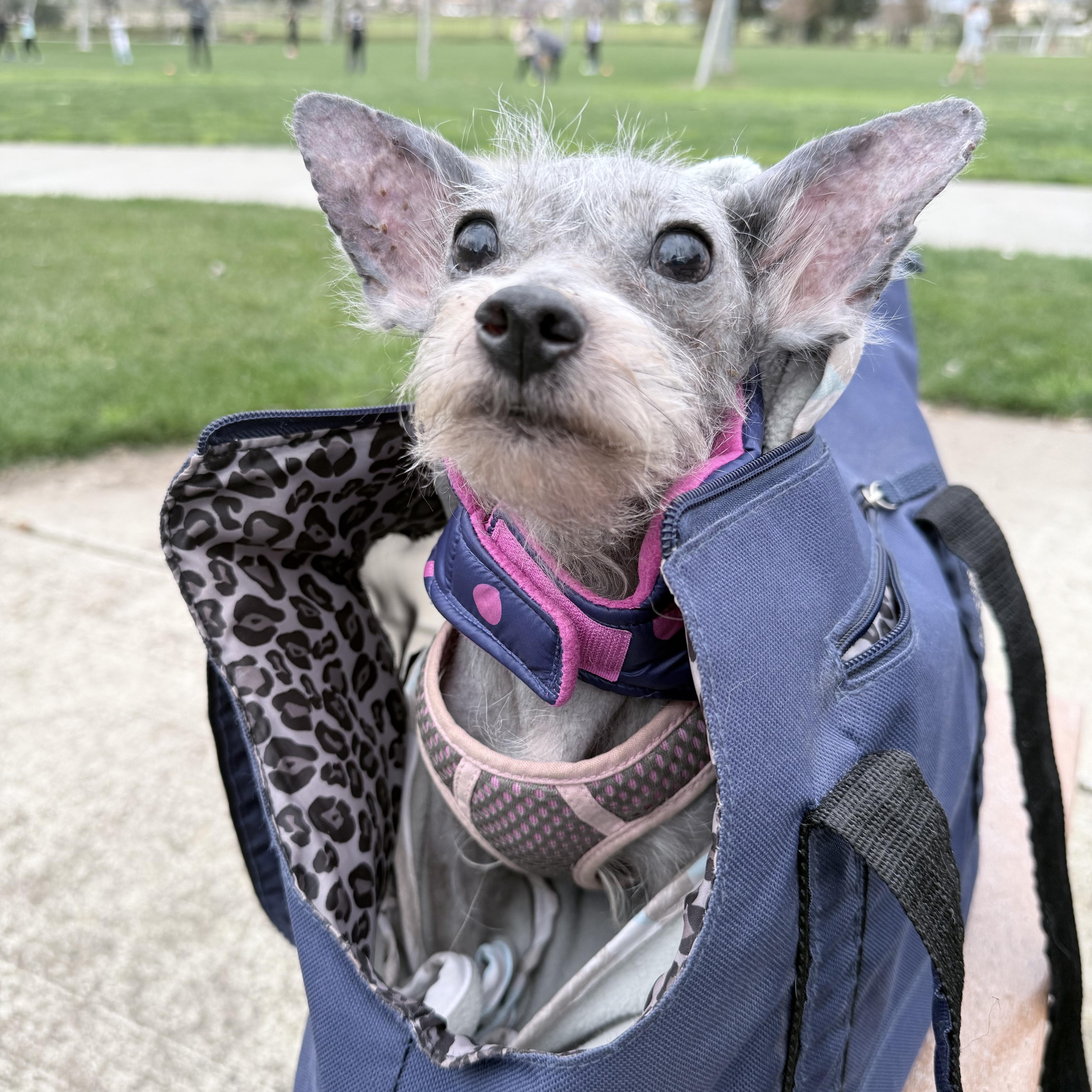 Enlarge Tommy, a ADOPTABLE mixed breed in Knightsen, CA image 4/4