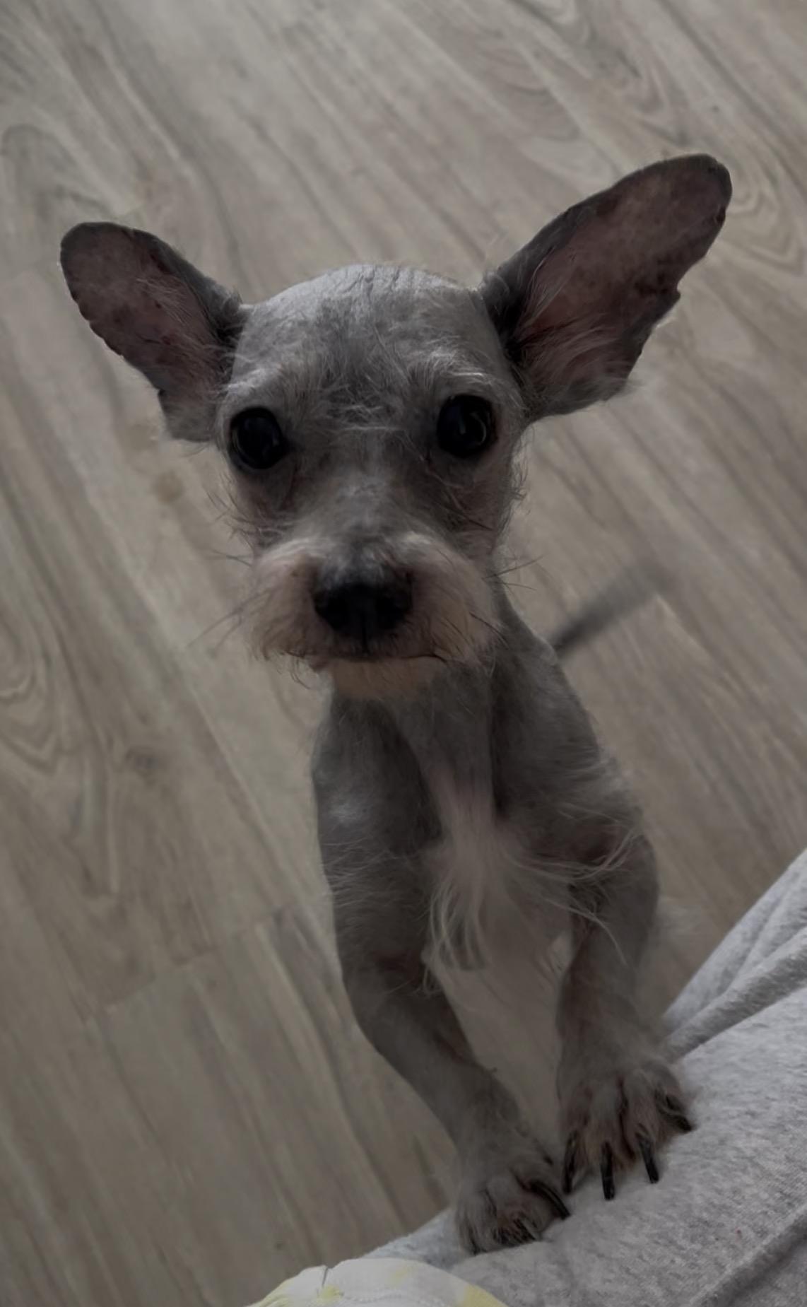 Tommy, ADOPTABLE, Adult Male American Hairless Terrier & Chinese Crested Dog.
