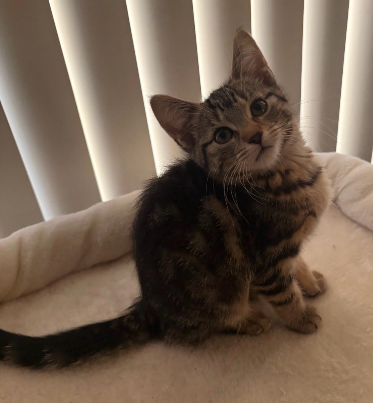 Tabitha 2 - Adopted 10/24/26, Adopted, Kitten Female Tabby.