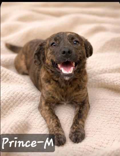 Enlarge Prince, a Adoptable mixed breed in Guntersville, AL image 1/1