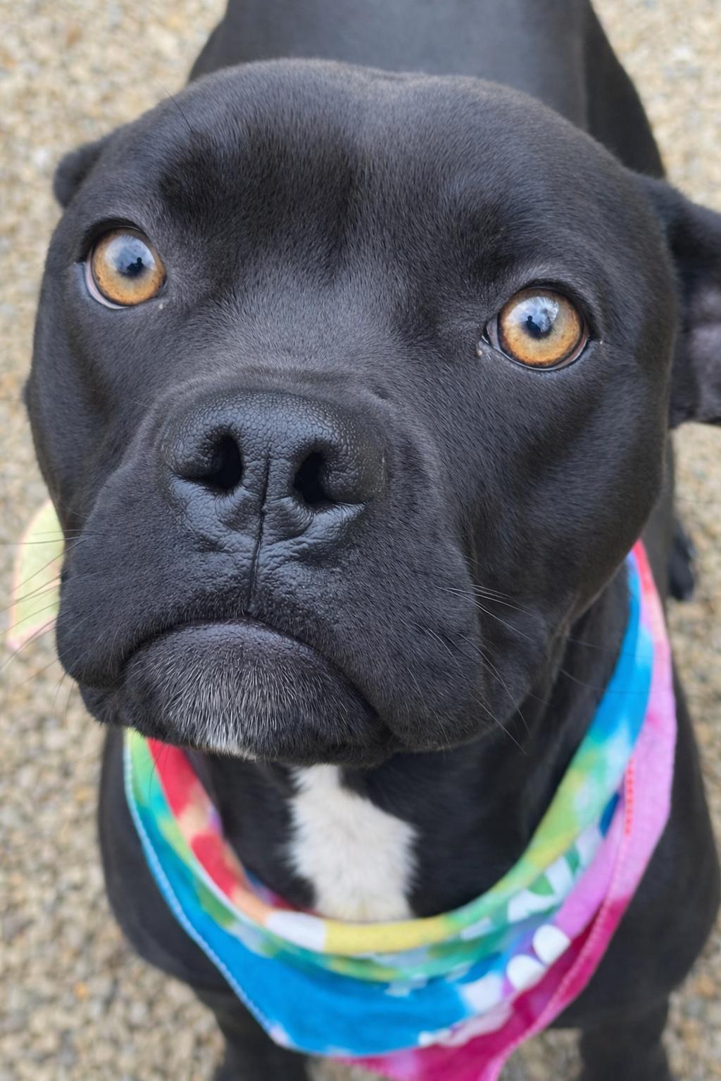 Enlarge Autumn, an adopted mixed breed in Lacon, IL image 2/3