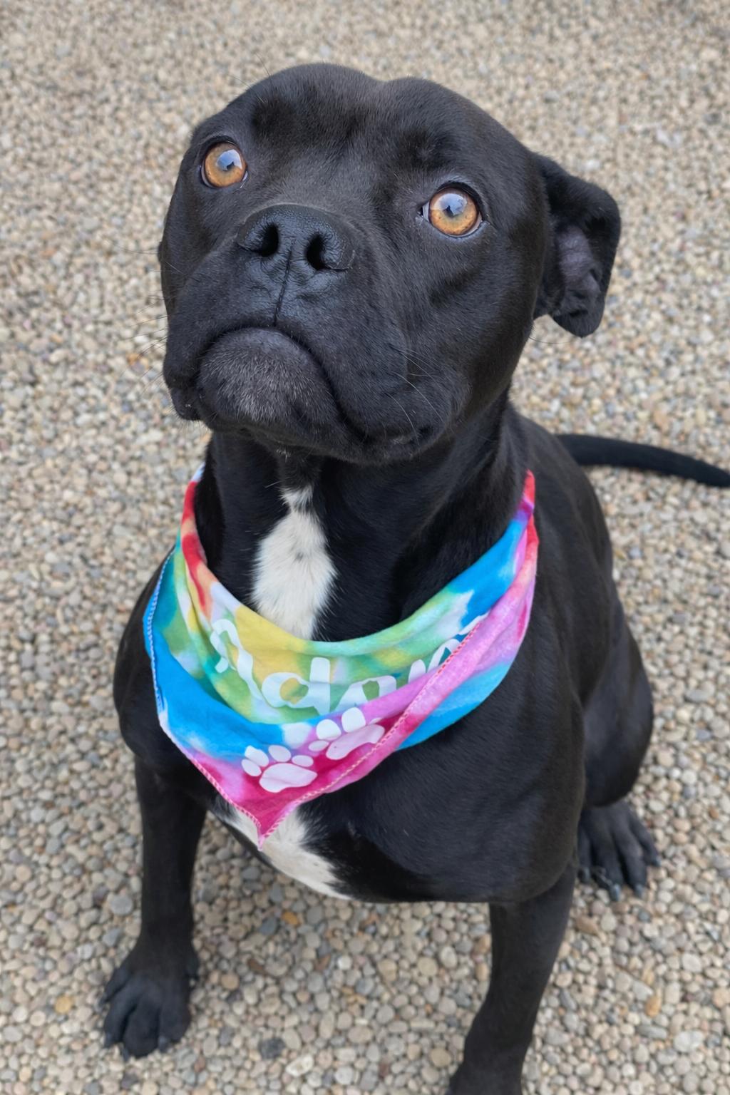 Enlarge Autumn, an adopted mixed breed in Lacon, IL image 3/3