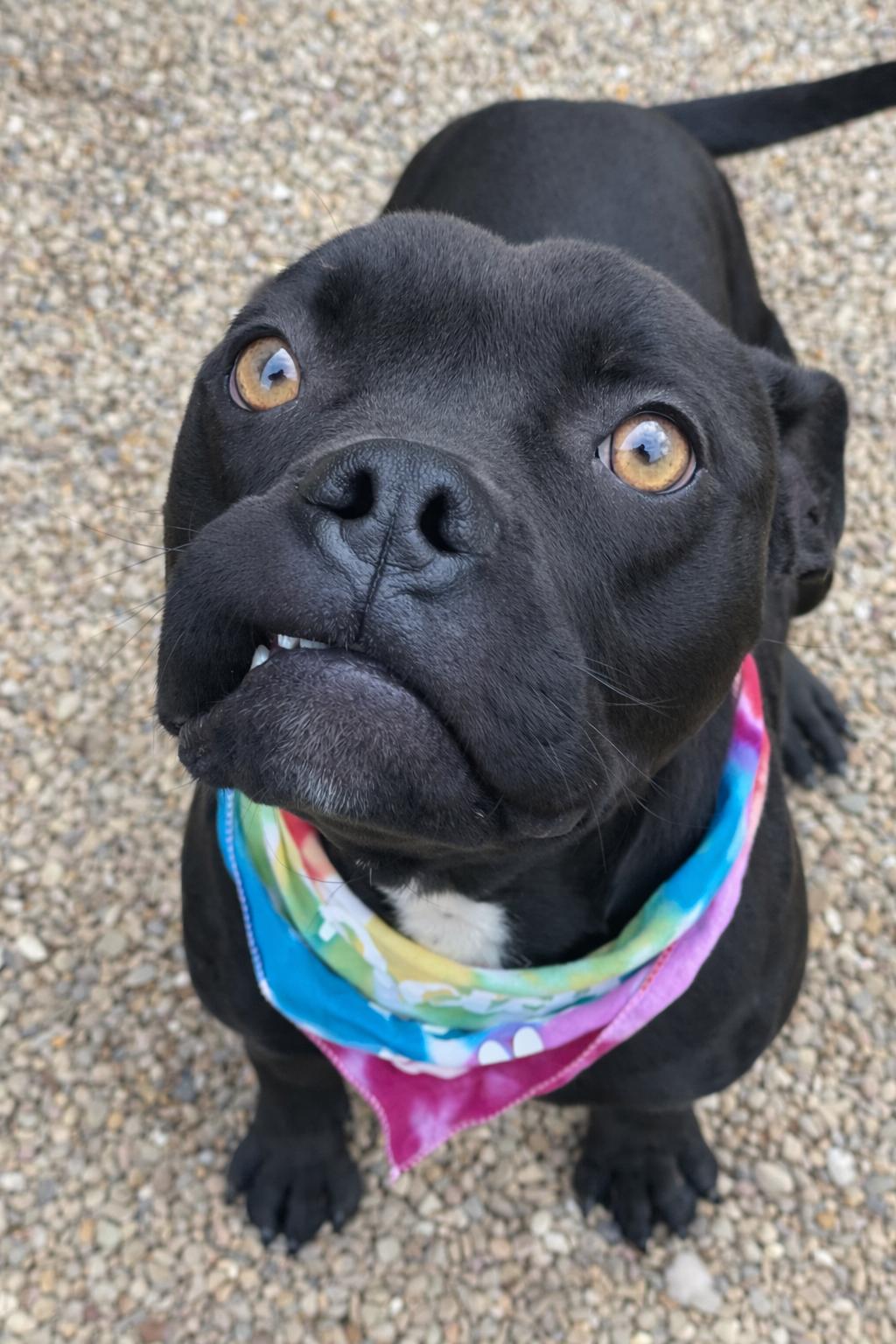 Autumn, adopted, Adult Female Boxer.