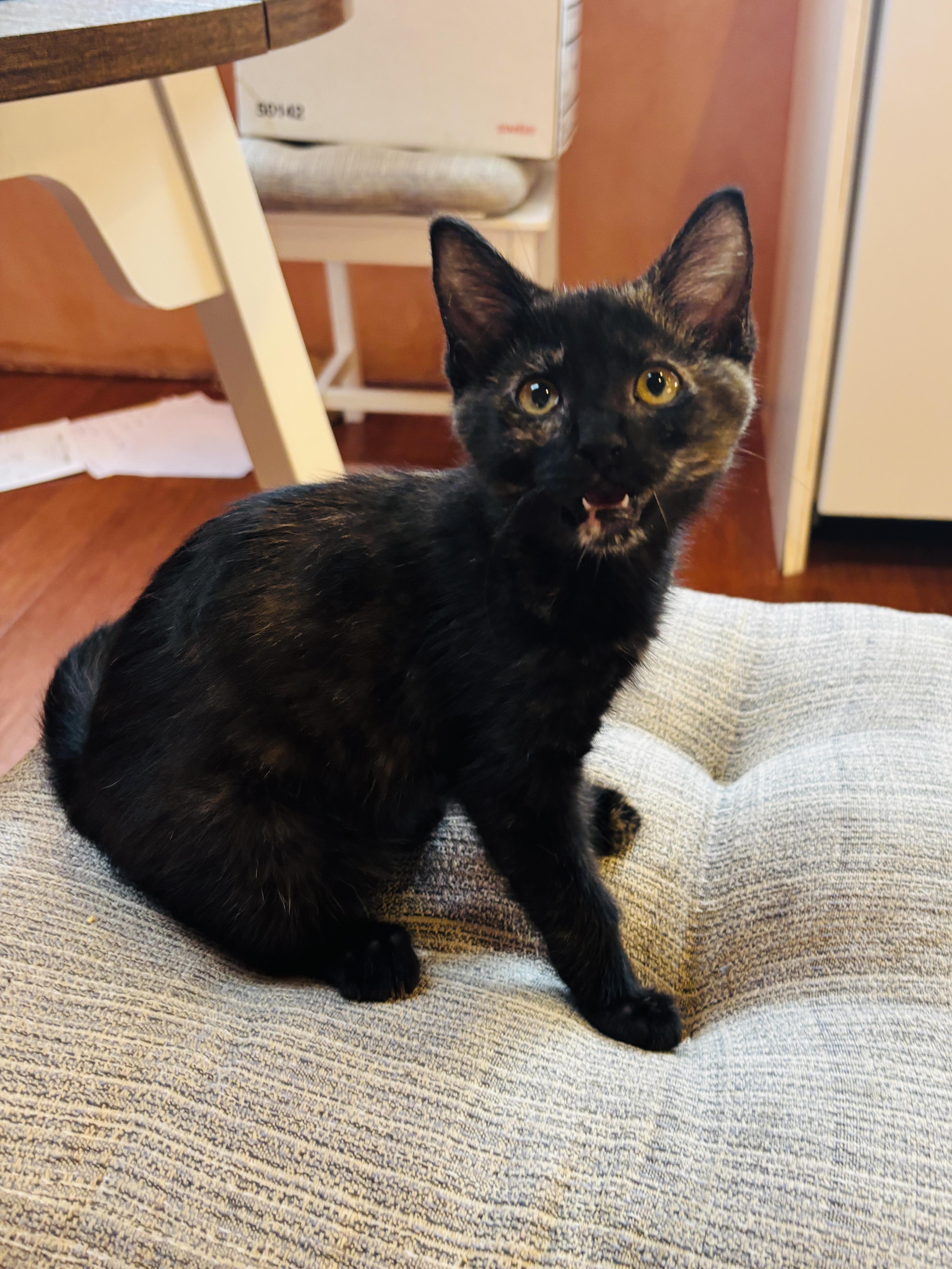 Anaconda, a ADOPTABLE Tortoiseshell in Pinole, CA image 2/4
