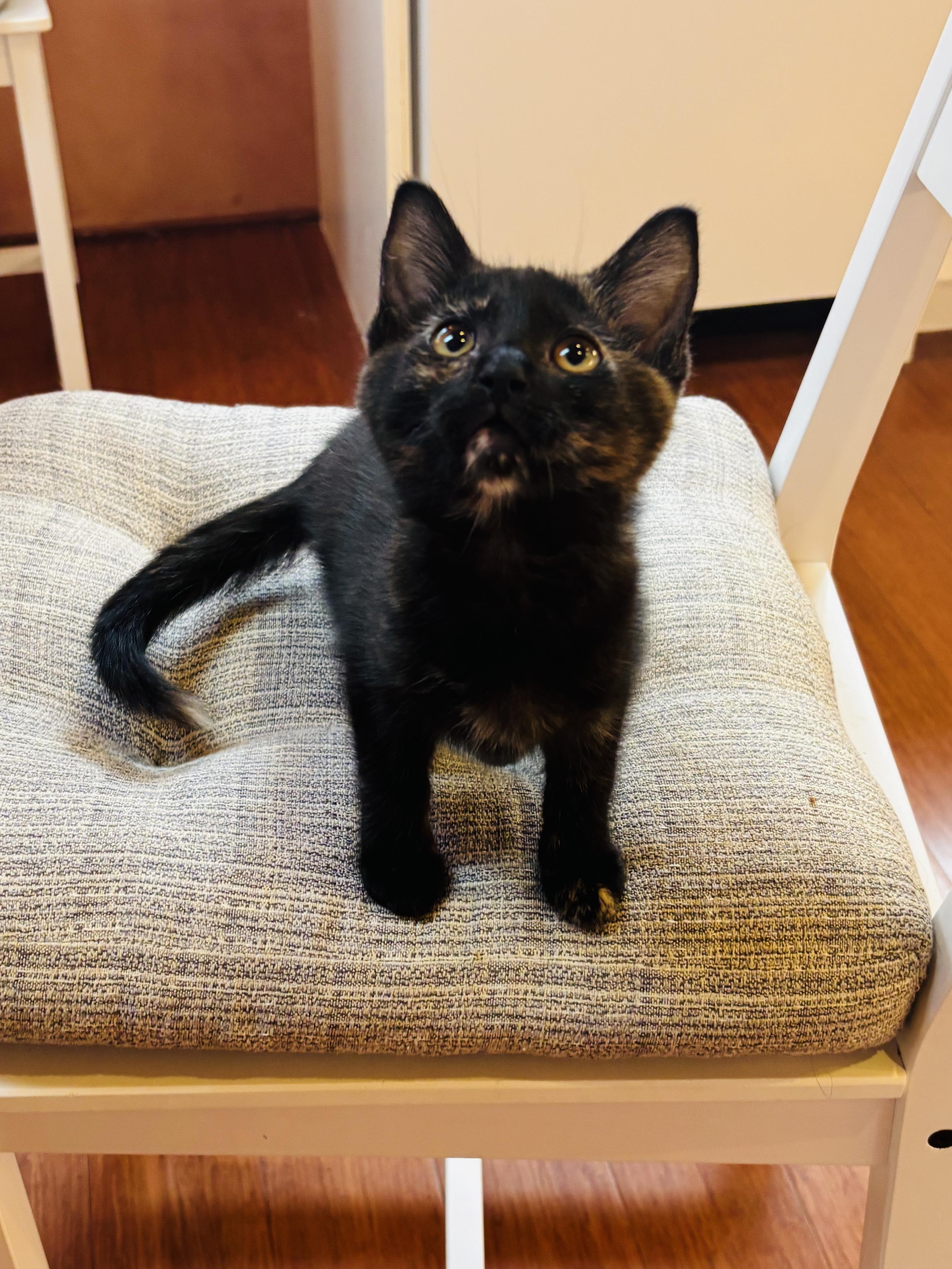 Anaconda, a ADOPTABLE Tortoiseshell in Pinole, CA image 1/4