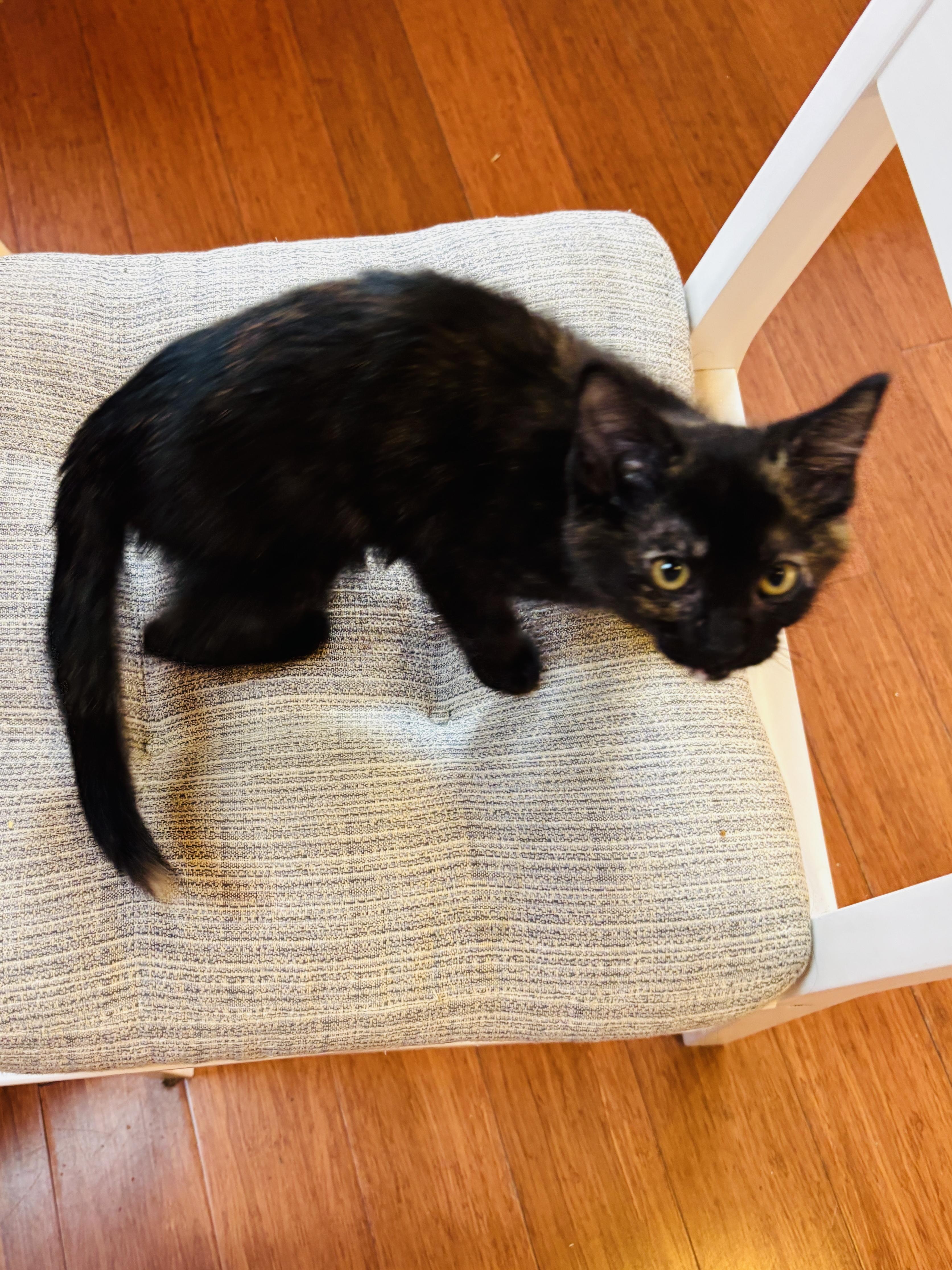 Anaconda, a ADOPTABLE Tortoiseshell in Pinole, CA image 4/4