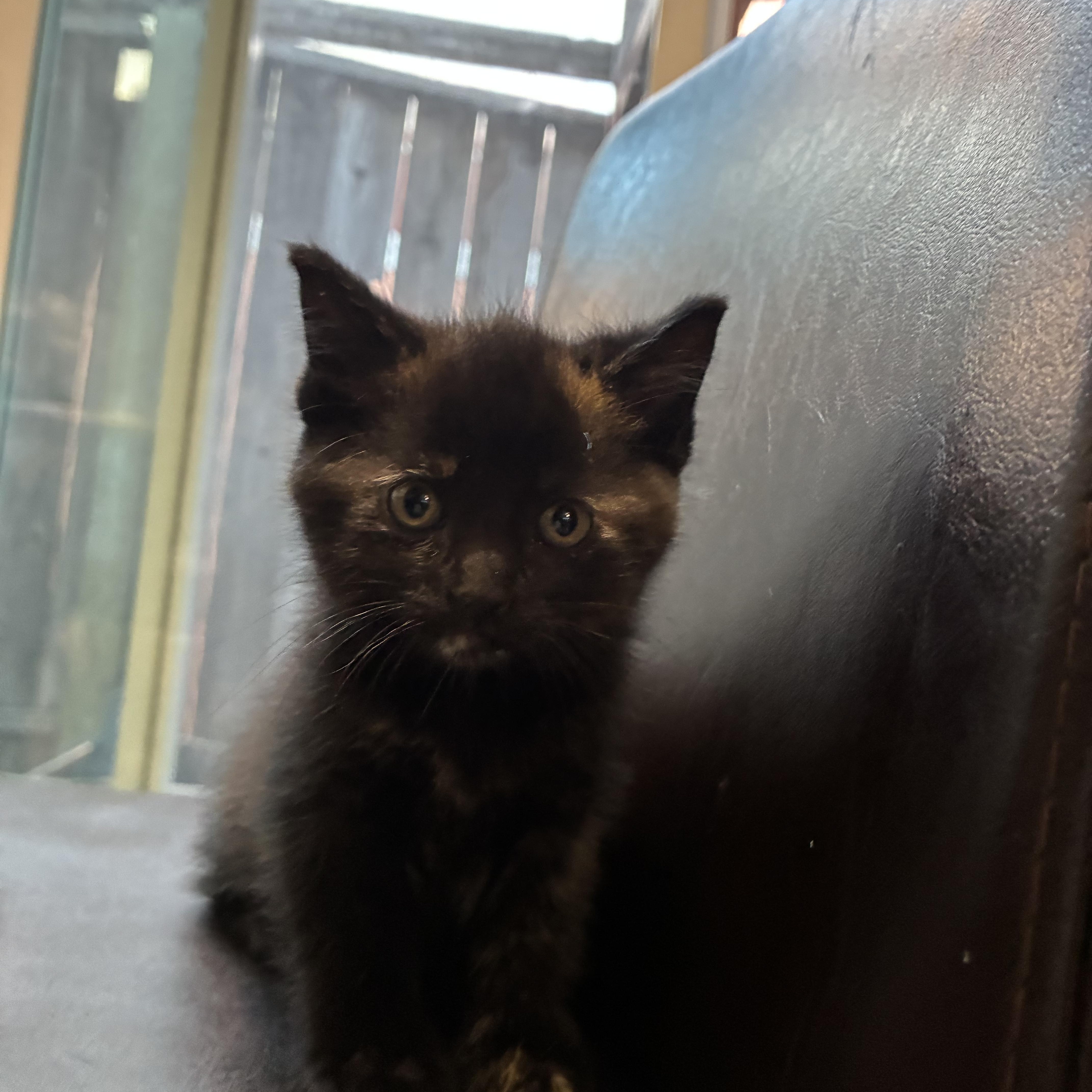 Anaconda, a ADOPTABLE Tortoiseshell in Pinole, CA image 3/4