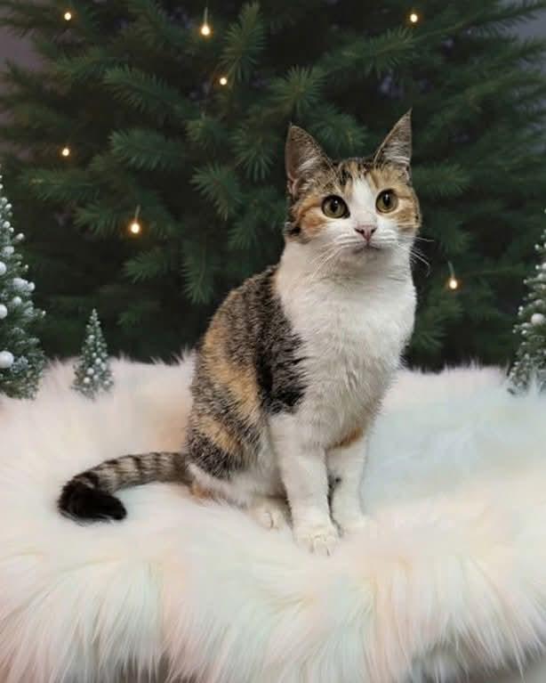 Nutmeg, a Adoptable mixed breed in South Amboy, NJ image 1/6