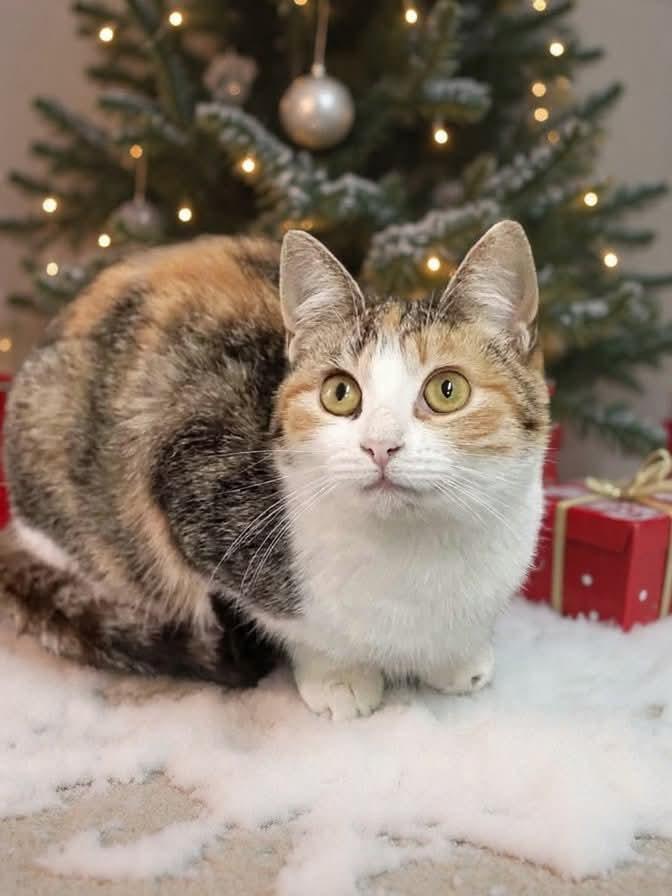 Nutmeg, a Adoptable mixed breed in South Amboy, NJ image 4/6