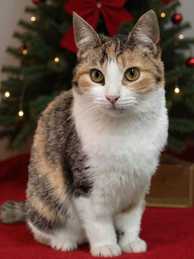 Nutmeg, a Adoptable mixed breed in South Amboy, NJ image 5/6