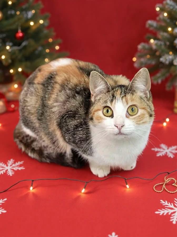 Nutmeg, a Adoptable mixed breed in South Amboy, NJ image 6/6