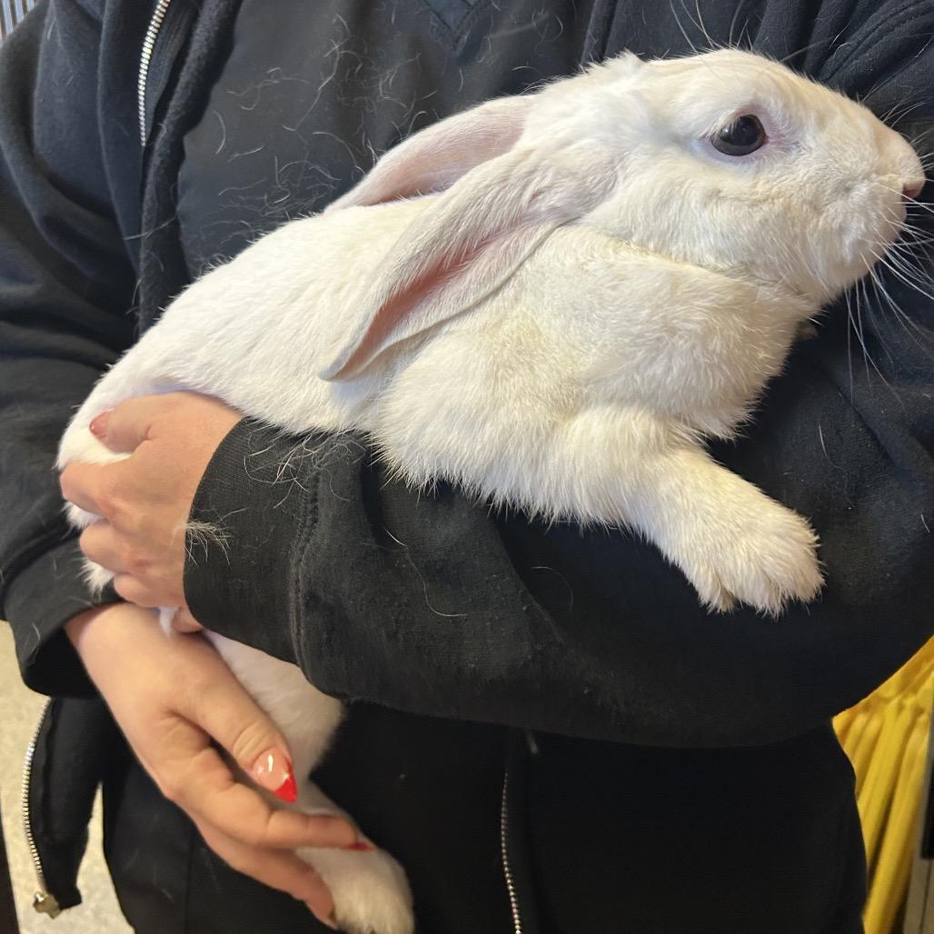 IVHS-Stray-143865, Adoptable, Adult Male American.
