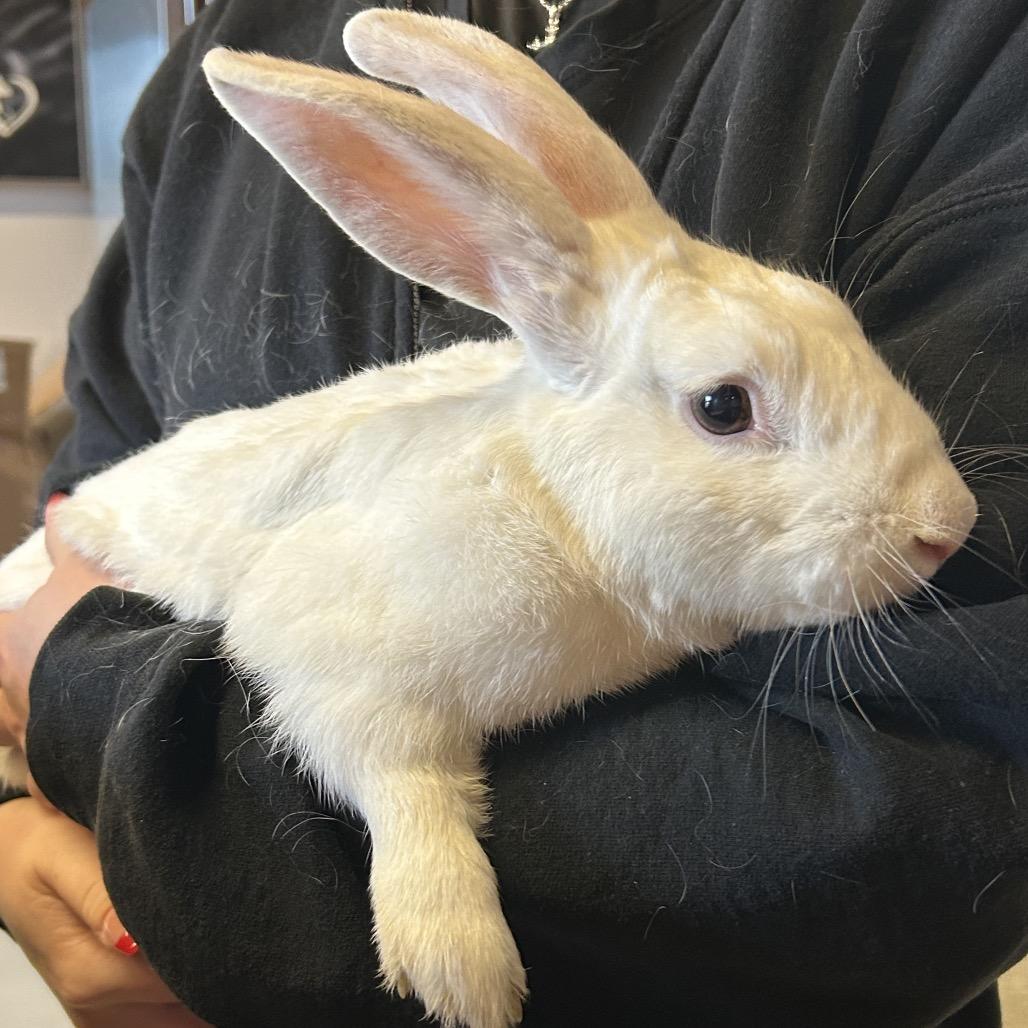 Enlarge IVHS-Stray-143865, a Adoptable American in San Gabriel, CA image 3/5