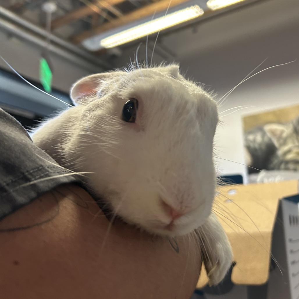 Enlarge IVHS-Stray-143865, a Adoptable American in San Gabriel, CA image 5/5