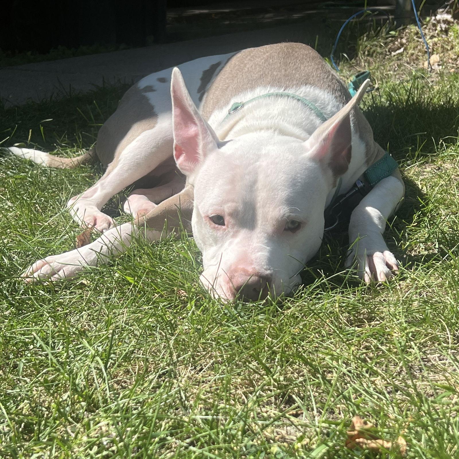 Enlarge Charmander, a Adoptable Pit Bull Terrier in Fargo, ND image 1/3