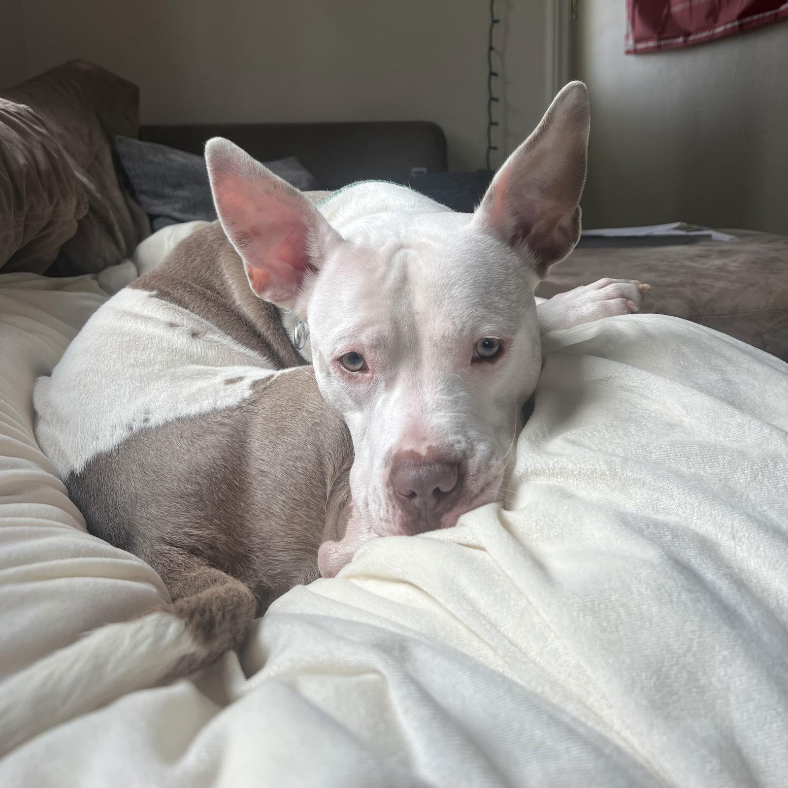 Enlarge Charmander, a Adoptable Pit Bull Terrier in Fargo, ND image 2/3