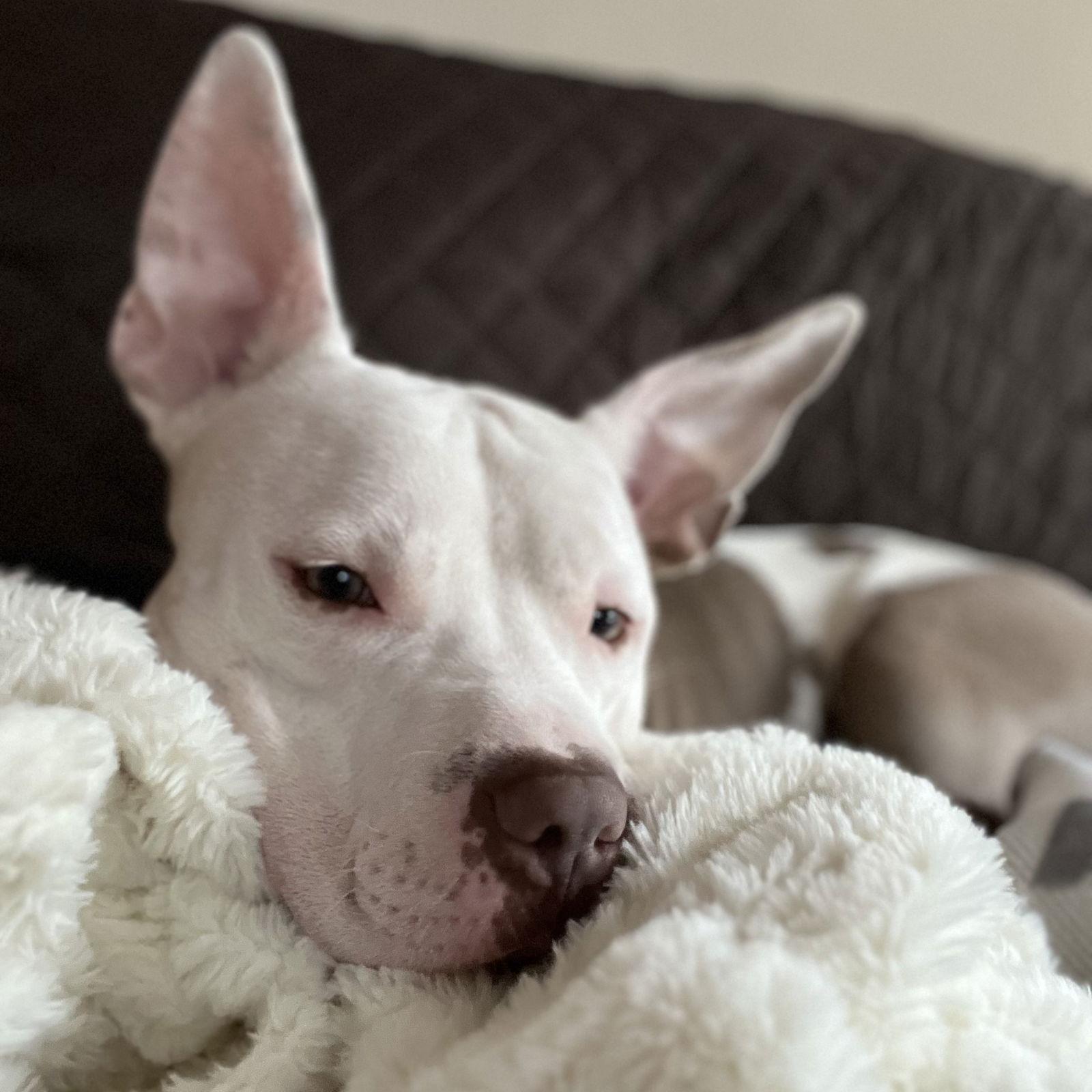 Charmander, Adoptable, Adult Male Pit Bull Terrier.