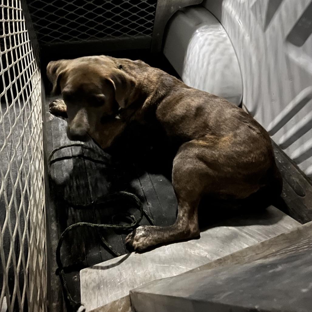 Enlarge Chili Beans, a Adoptable mixed breed in Edinburg, TX image 1/6