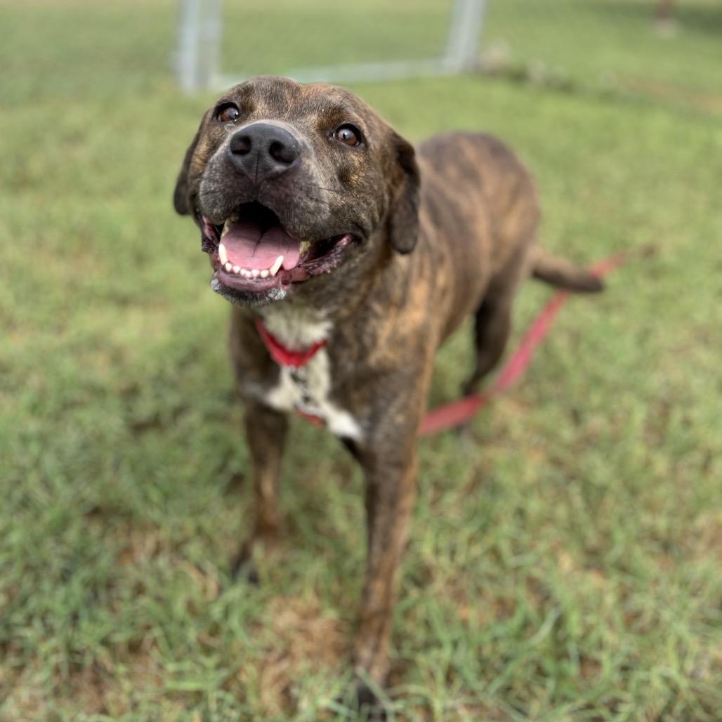 Enlarge Chili Beans, a Adoptable mixed breed in Edinburg, TX image 2/6