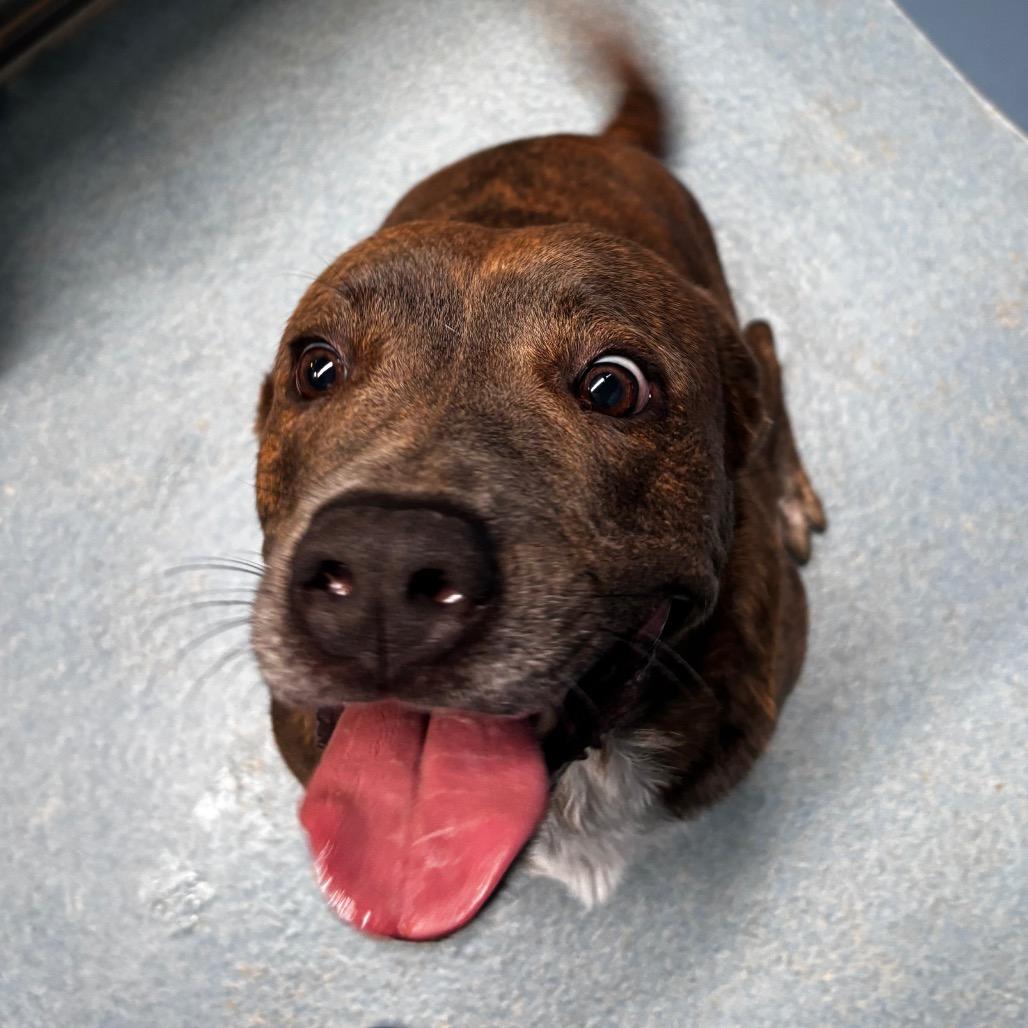 Chili Beans, a Adoptable mixed breed in Edinburg, TX image 3/6