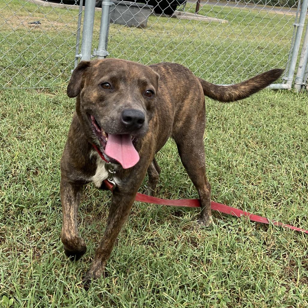 Enlarge Chili Beans, a Adoptable mixed breed in Edinburg, TX image 3/6