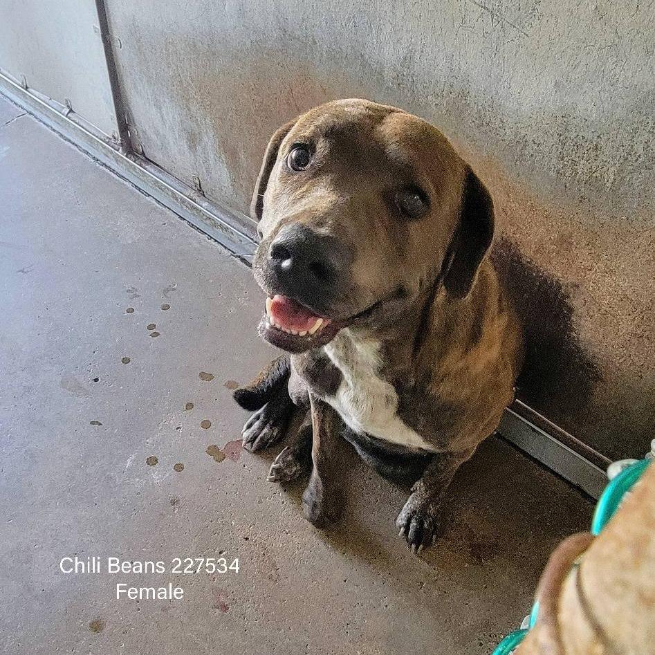 Enlarge Chili Beans, a Adoptable mixed breed in Edinburg, TX image 4/6