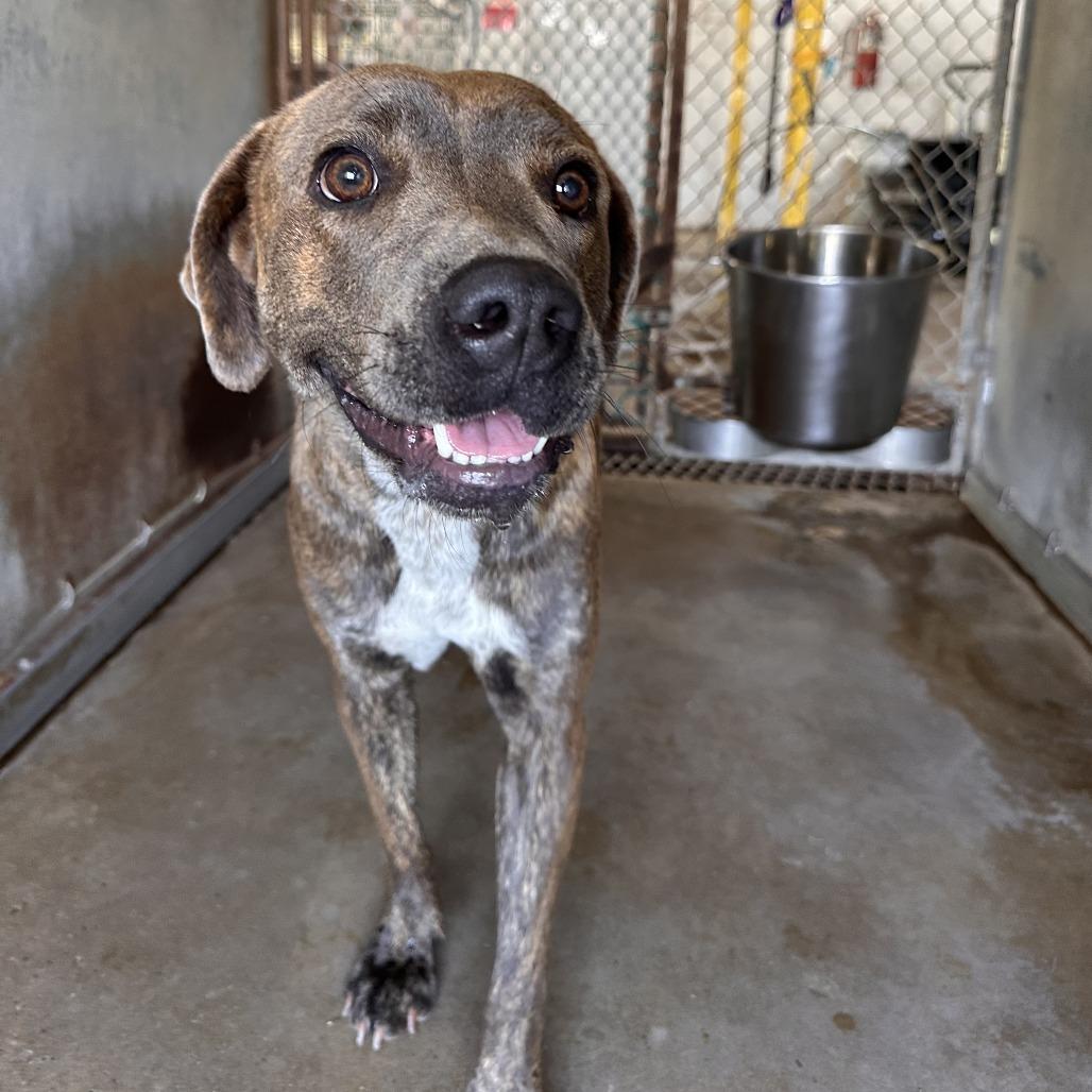 Enlarge Chili Beans, a Adoptable mixed breed in Edinburg, TX image 5/6