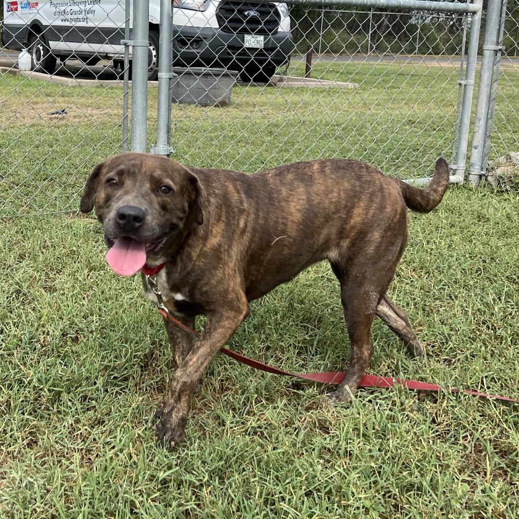 Enlarge Chili Beans, a Adoptable mixed breed in Edinburg, TX image 6/6