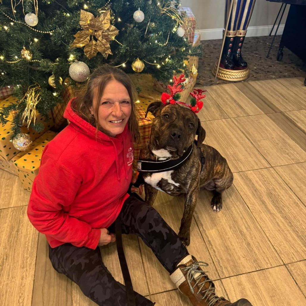 Enlarge Stuart, a Adoptable mixed breed in Binghamton, NY image 1/5