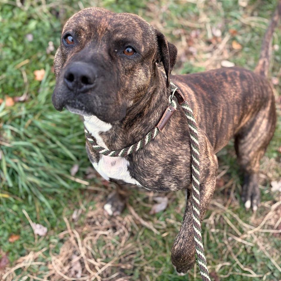 Enlarge Stuart, a Adoptable mixed breed in Binghamton, NY image 3/5