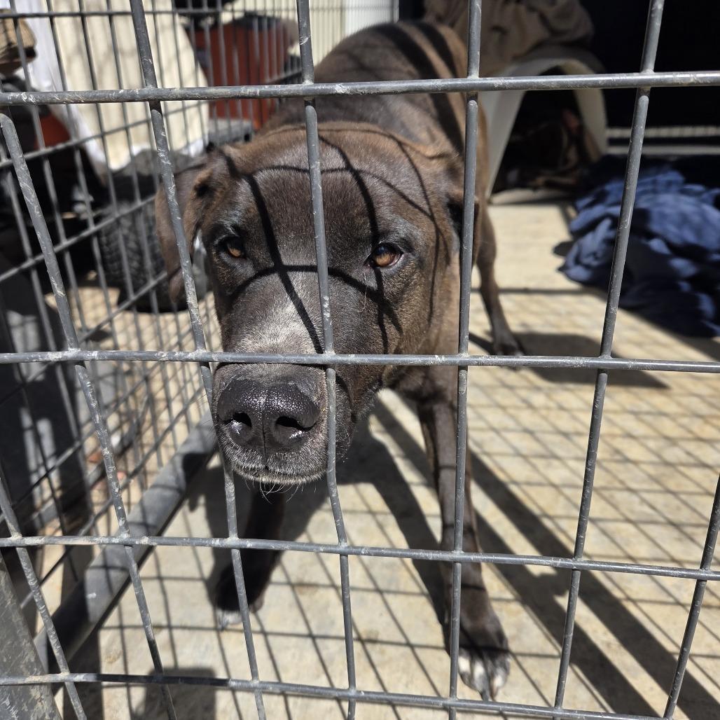 Torch, a Adoptable Mixed Breed in Pagosa Springs, CO image 1/6