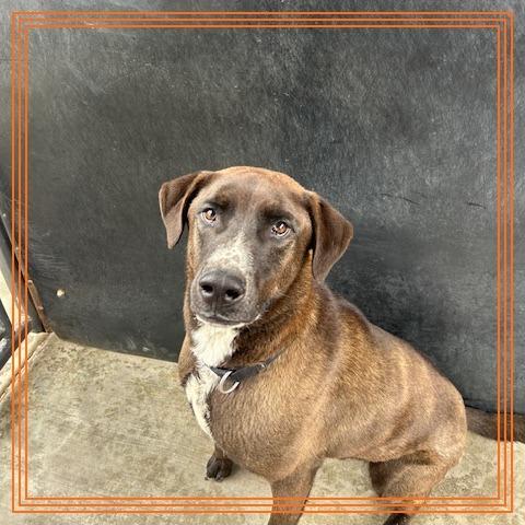 Torch, a Adoptable Mixed Breed in Pagosa Springs, CO image 2/6