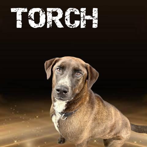 Torch, a Adoptable Mixed Breed in Pagosa Springs, CO image 3/6