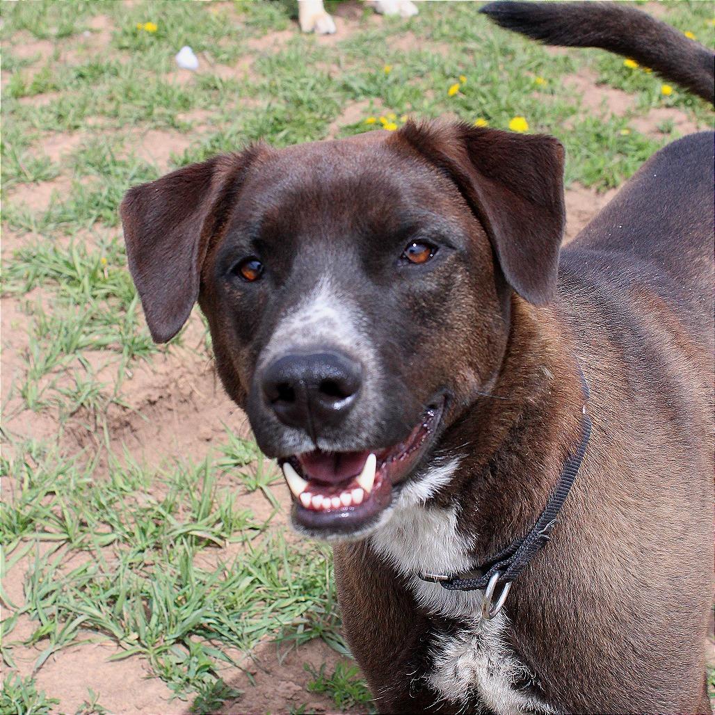 Torch, a Adoptable Mixed Breed in Pagosa Springs, CO image 4/6