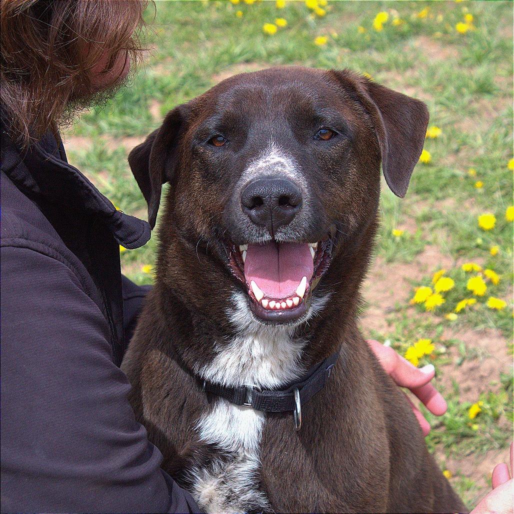 Torch, a Adoptable Mixed Breed in Pagosa Springs, CO image 5/6