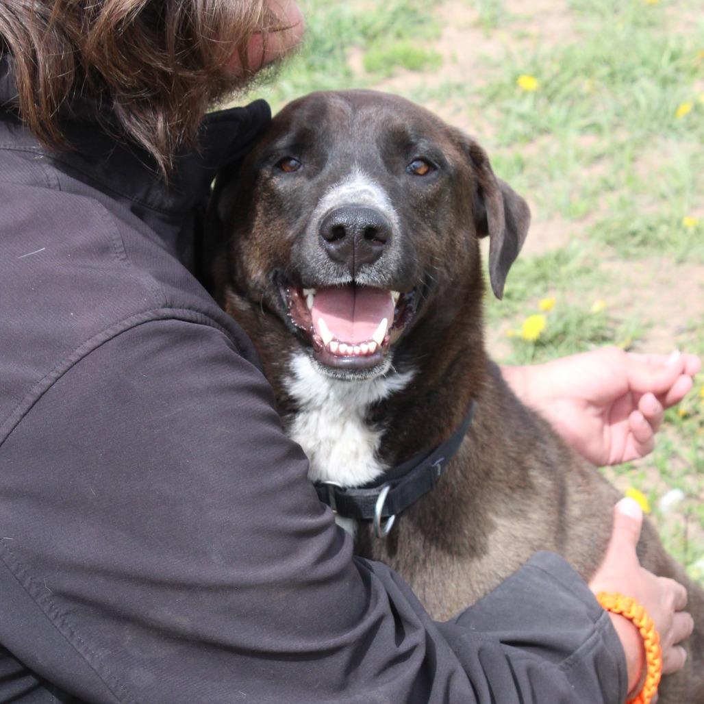 Torch, a Adoptable Mixed Breed in Pagosa Springs, CO image 6/6