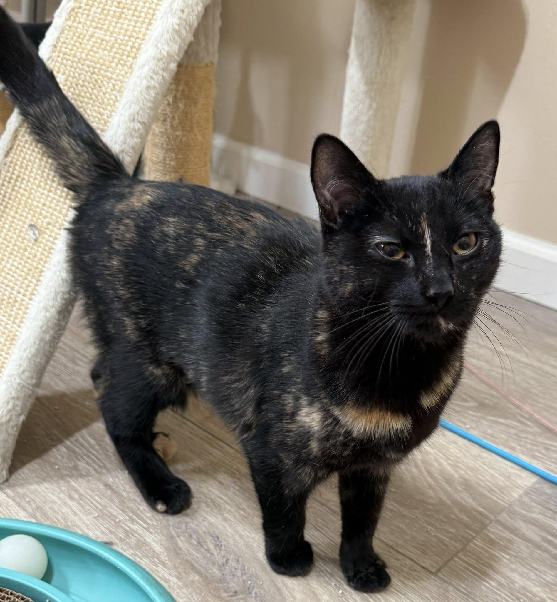 Enlarge Bear, a ADOPTABLE Domestic Short Hair in Tehachapi, CA image 3/3