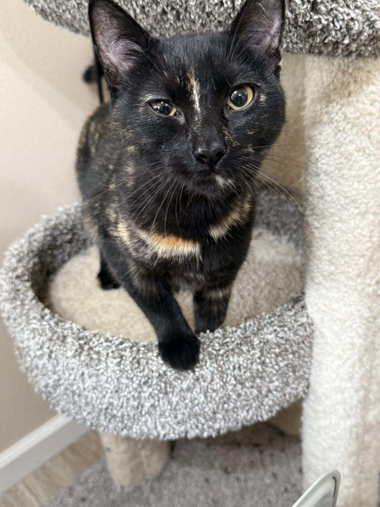 Bear, ADOPTABLE, Young Female Domestic Short Hair.