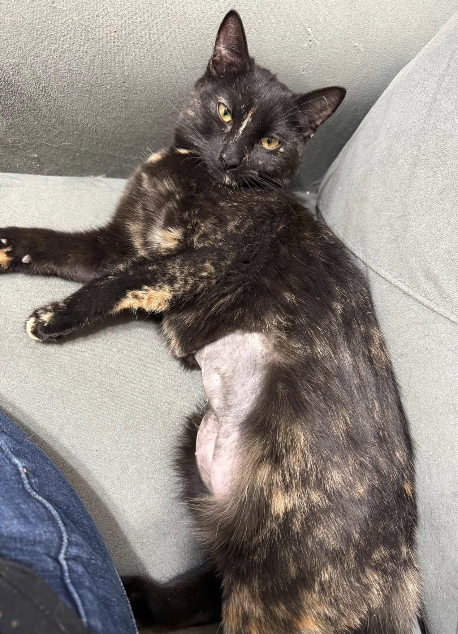 Enlarge Bear, a ADOPTABLE Domestic Short Hair in Tehachapi, CA image 2/3