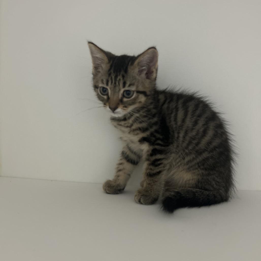 Enlarge Telegram, a Adoptable Domestic Short Hair in Greensboro, NC image 2/2