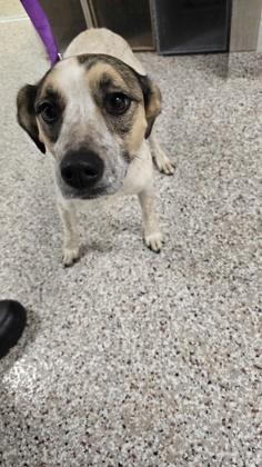 Flora, Adoptable, Adult Female Terrier & Mixed Breed.