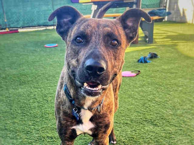Enlarge LUKA, a Adoptable Pit Bull Terrier in Carlsbad, CA image 1/1