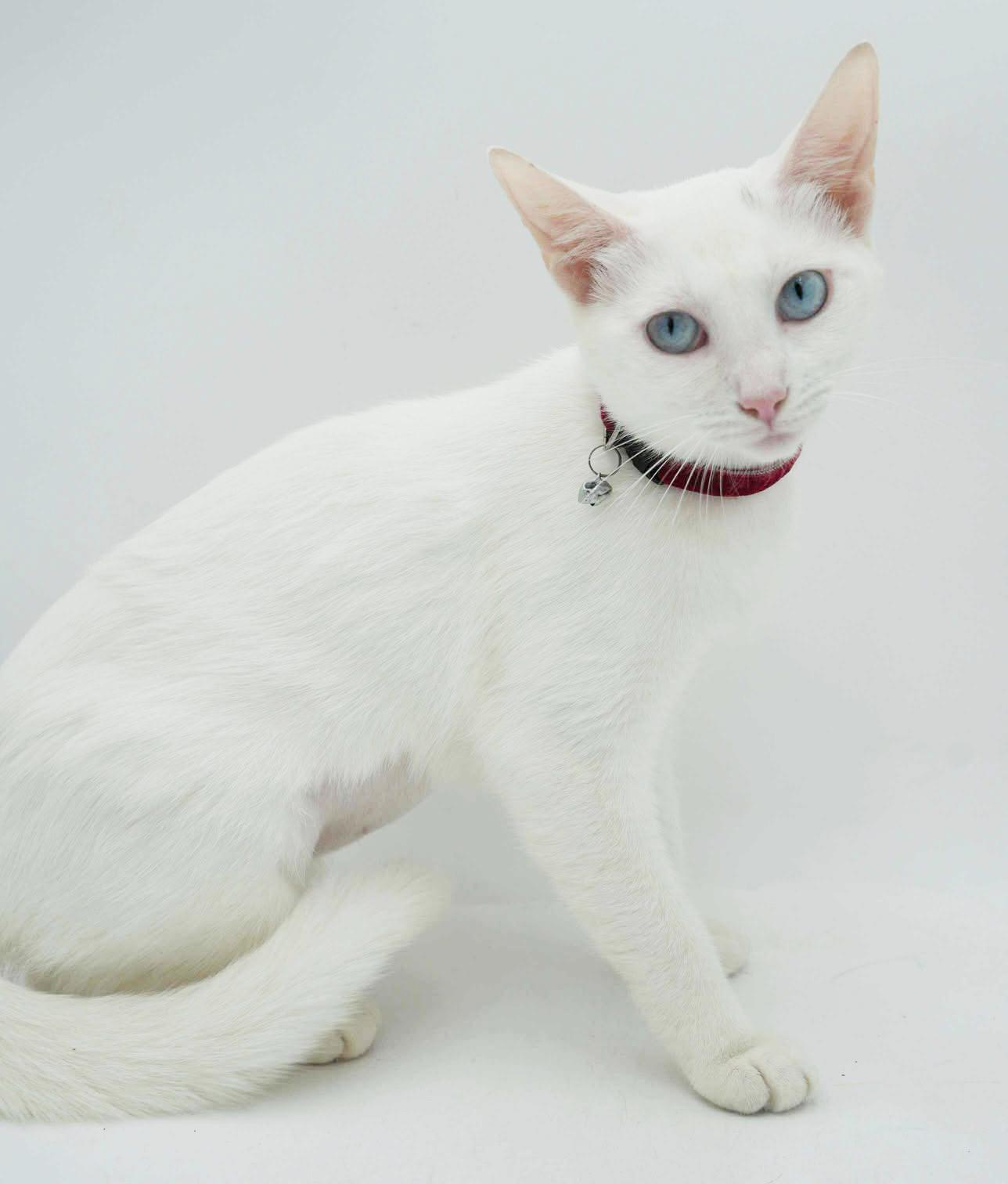 Sweety will quickly steal your heart with her sweetness!   BLUE EYED BEAUTY