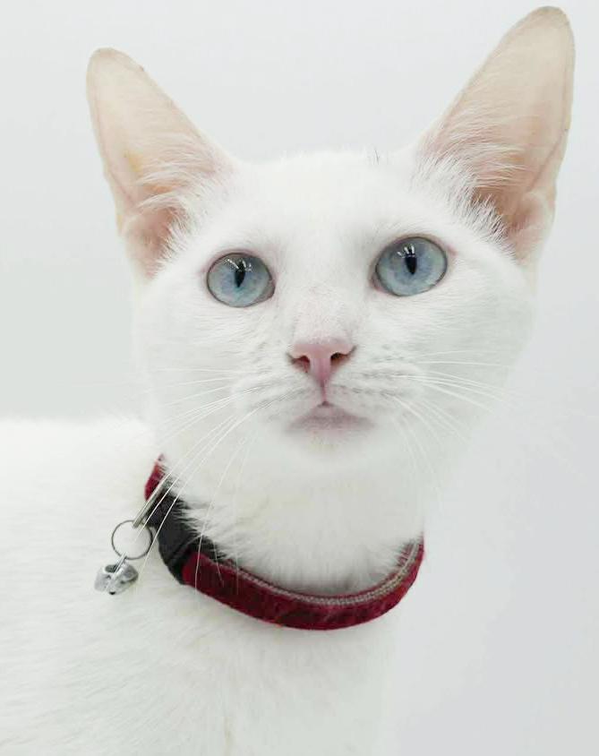 Sweety will quickly steal your heart with her sweetness!   BLUE EYED BEAUTY