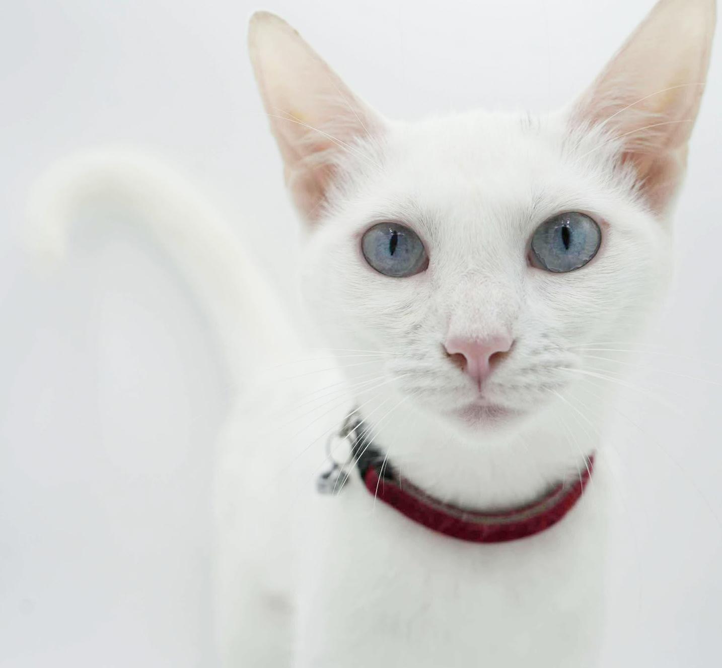Sweety will quickly steal your heart with her sweetness!   BLUE EYED BEAUTY