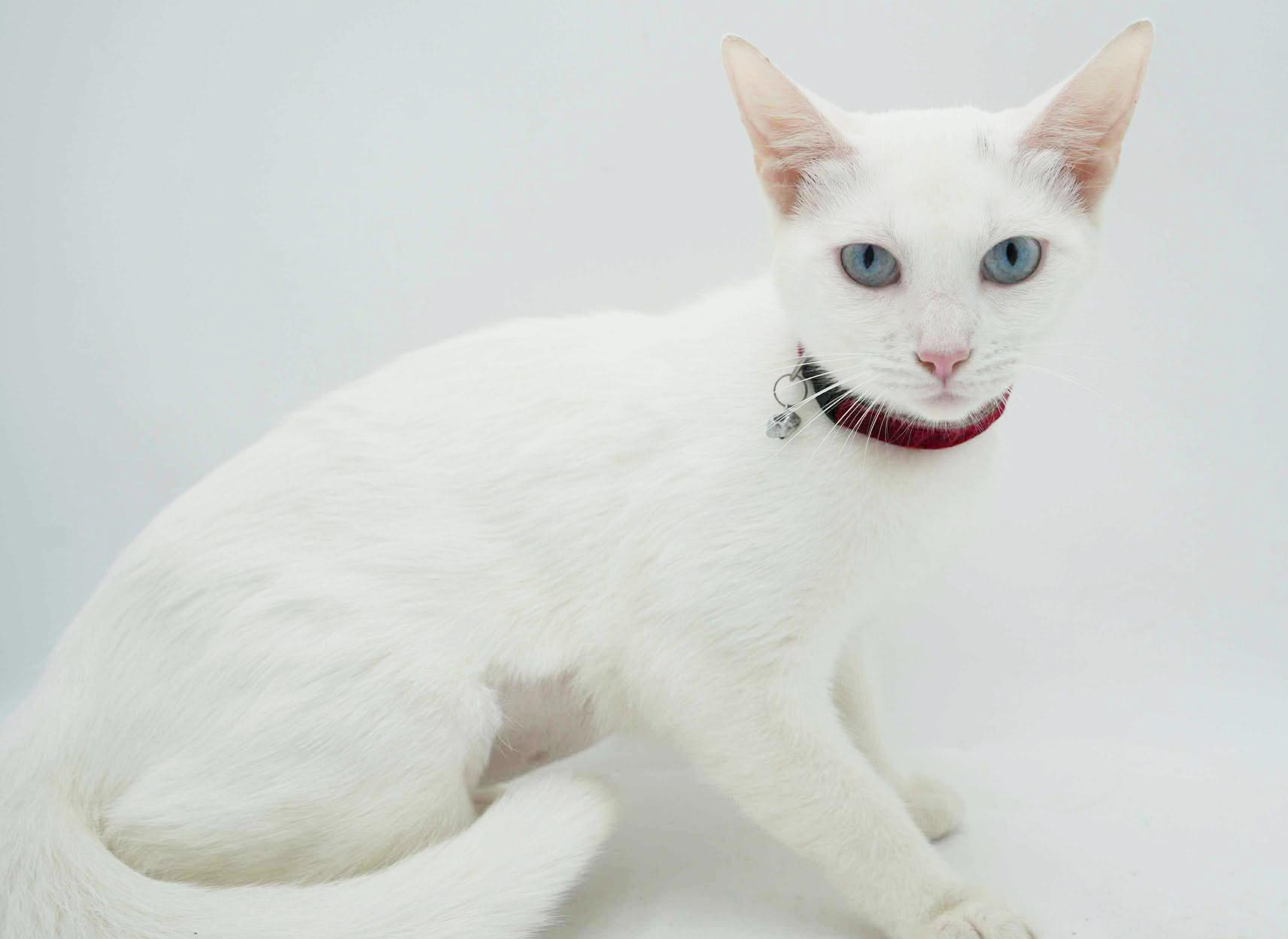 Sweety will quickly steal your heart with her sweetness!   BLUE EYED BEAUTY