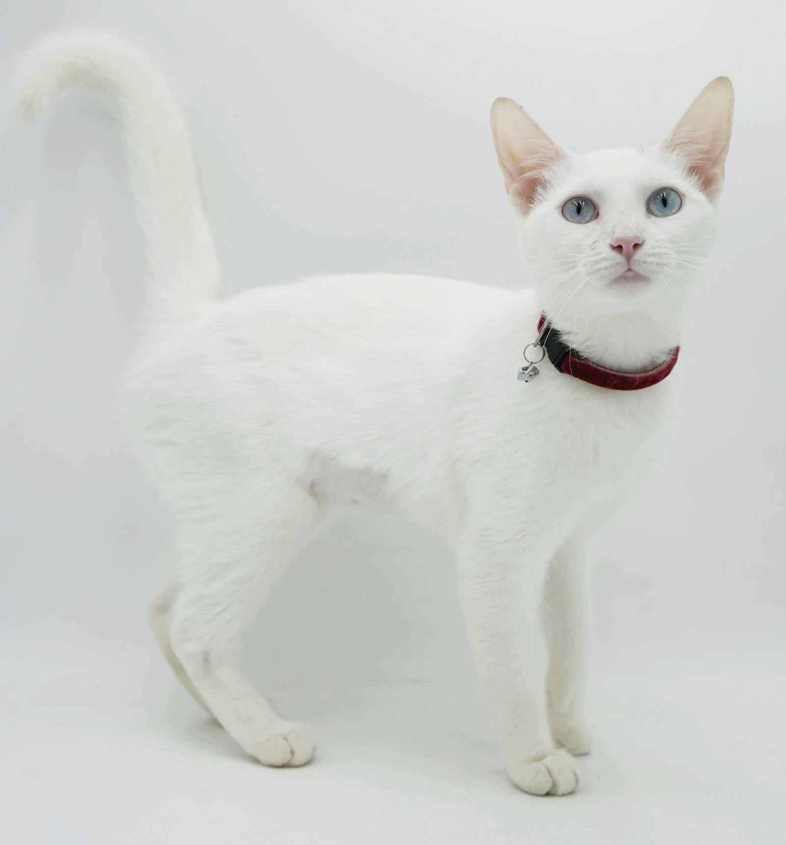 Sweety will quickly steal your heart with her sweetness!   BLUE EYED BEAUTY